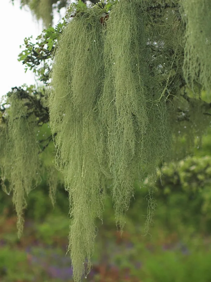 Usnea the Bearded / Herbal collection / Altai herbs