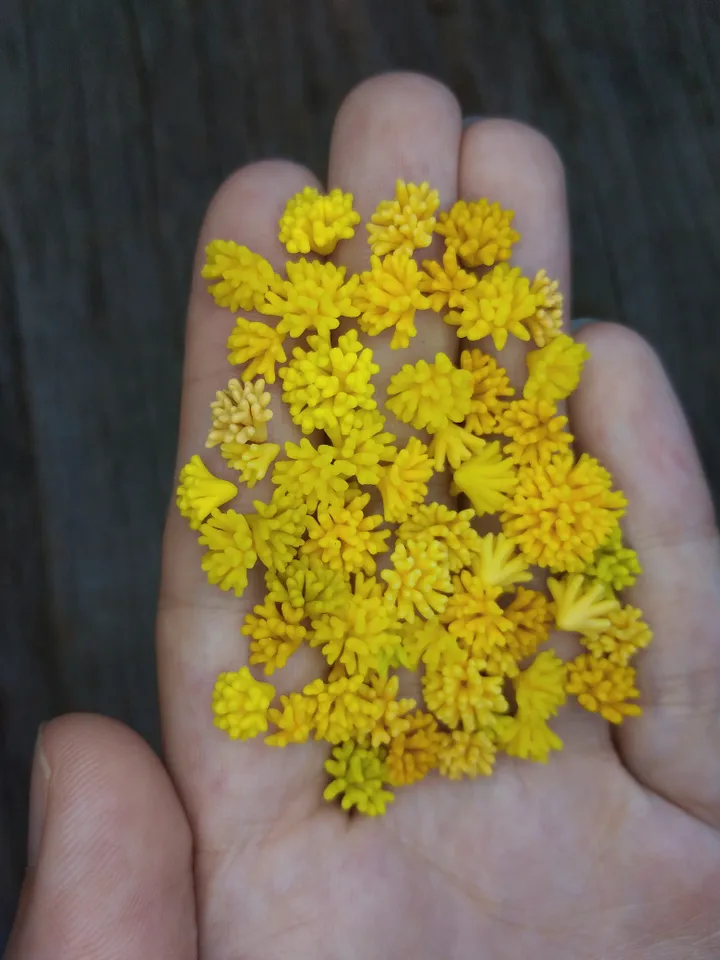 Set of miniature corals shades of yellow, tiny corals for diorama, dollhouse or resin art