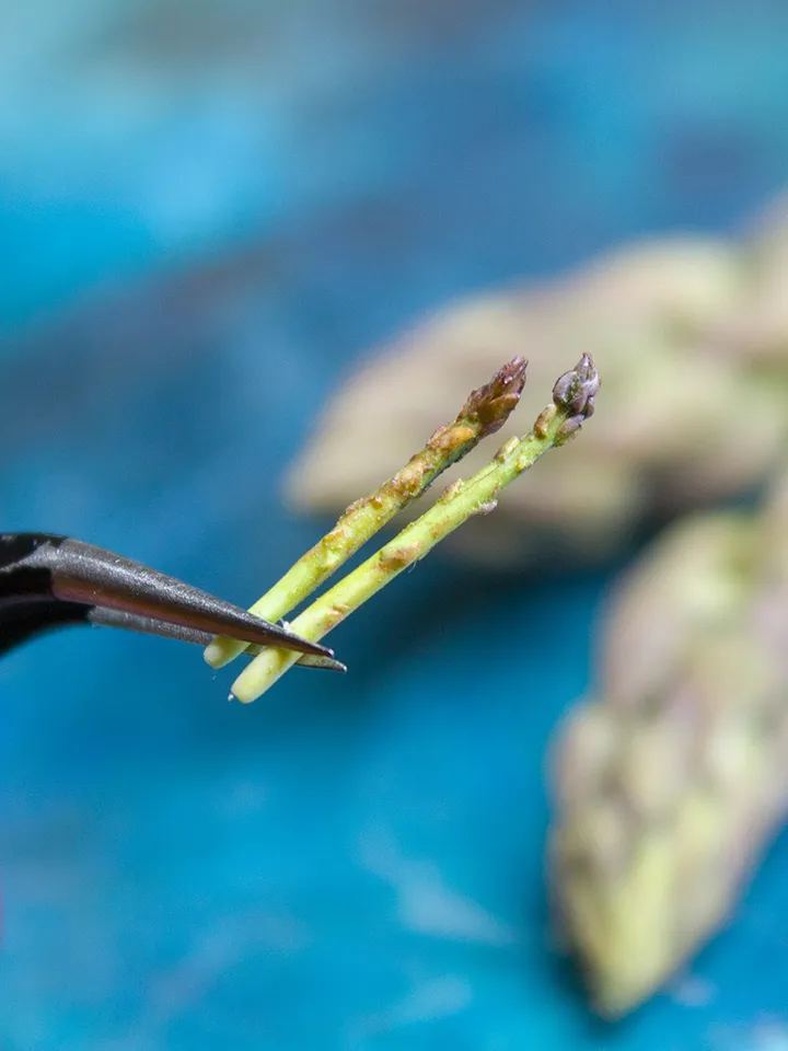 TUTORIAL Miniature asparagus with polymer clay
