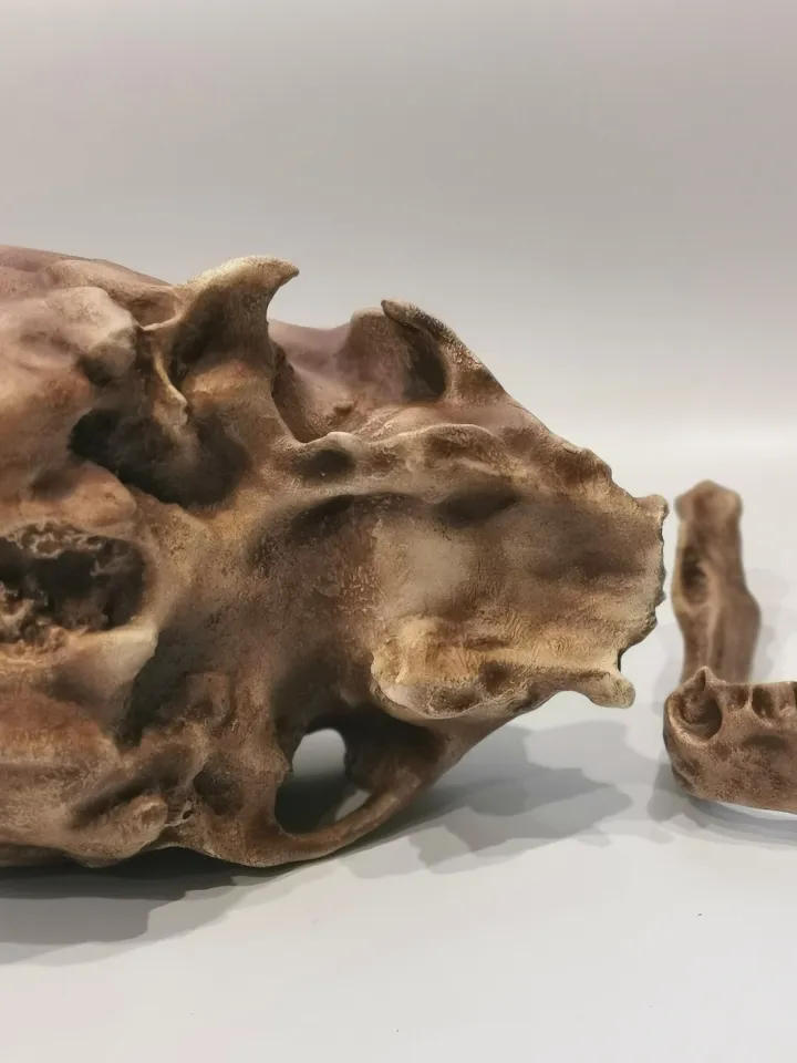 Homo Neanderthal Skull La Chapelle-aux-Saints Replica, The Old Man of La Chapelle, Prehistoric Fossil Collection, Realistic Hominid Skull