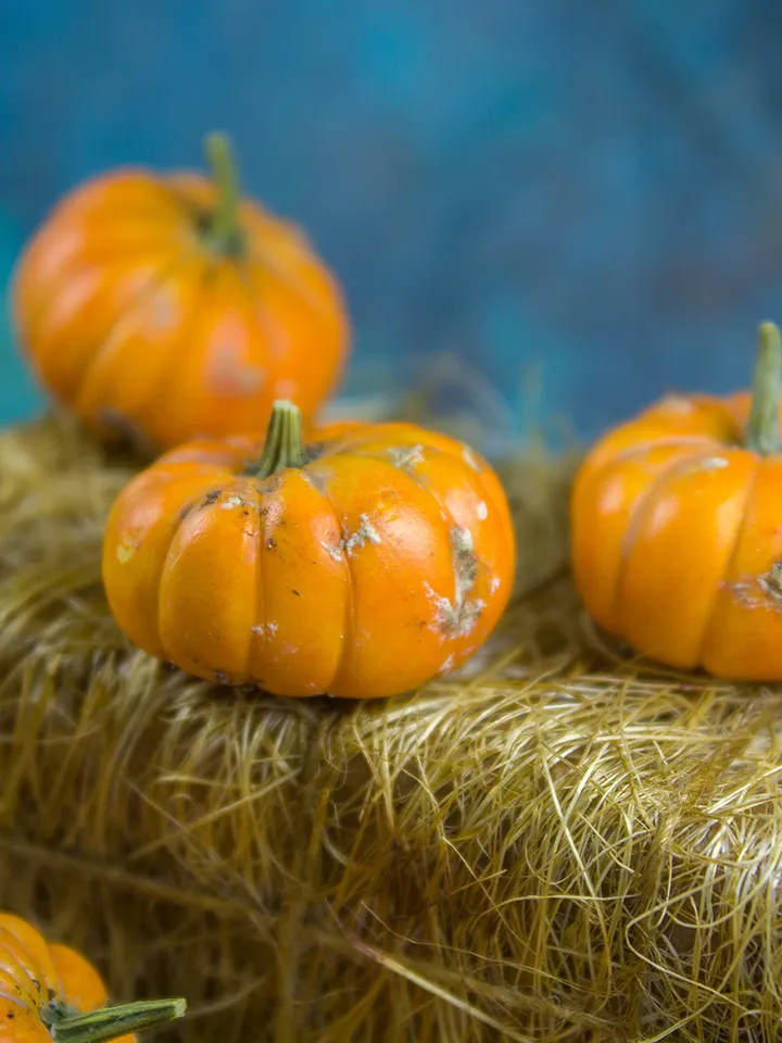 TUTORIAL miniature dirty pumpkins polymer clay