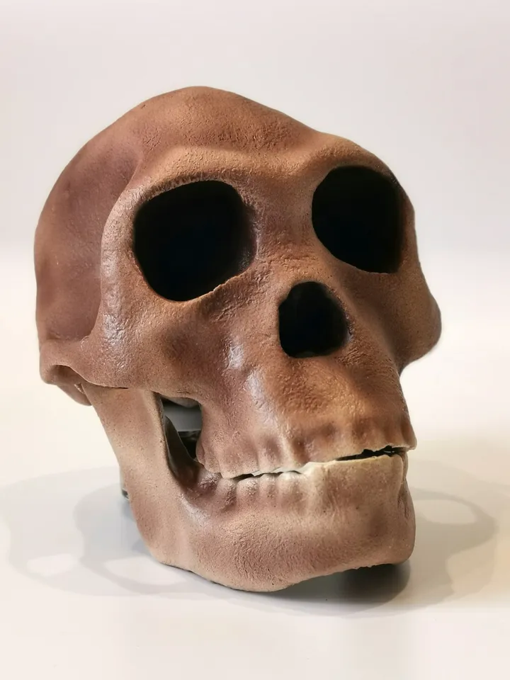 Homo Habilis Skull Replica, Prehistoric Fossil Collection, Realistic Hominid Skull