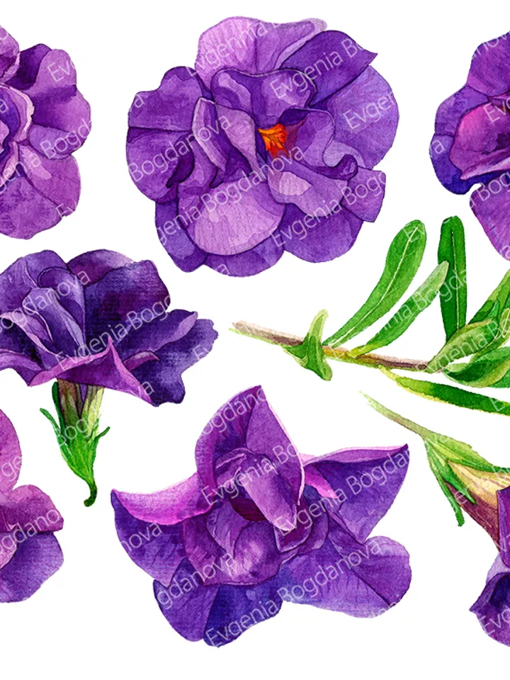 Watercolor botanical clipart, Calibrahoa flowers, 9 Digital files PNG on transparent background, Flower clipart for design, Purple flowers