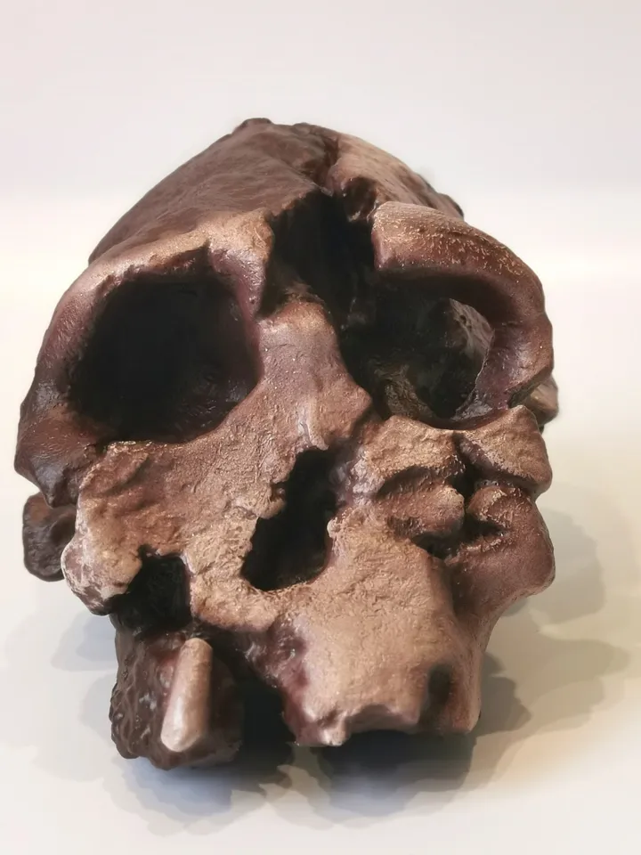 Kenyanthropus Platyops Skull Replica, Prehistoric Fossil Collection, Realistic Hominid Skull, Museum Quality