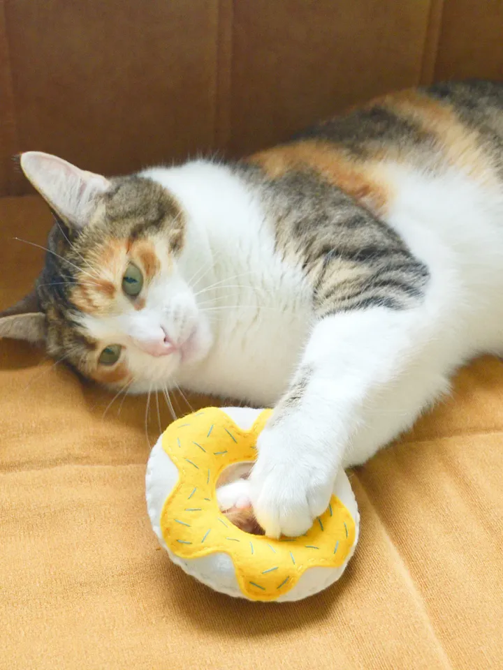 Catnip cat toy donut. Tasty catnip donut.