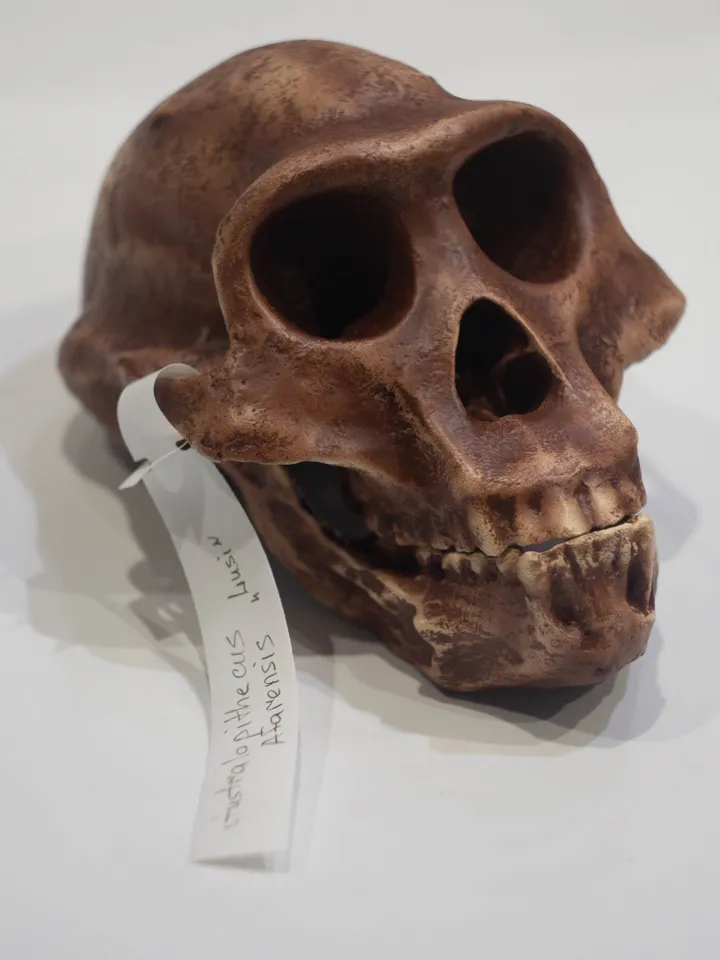 Australopithecus afarensis Skull Replica, Lucy, Prehistoric Fossil Collection, Realistic Hominid Skull, Museum Quality