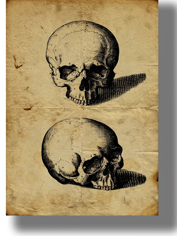 Two skulls. Illustration from an old anatomical atlas.
