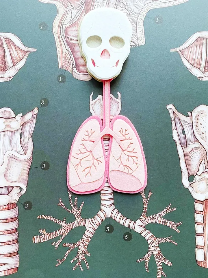Anatomy board, FULL SET (skeleton and organs),Small Human Anatomy, Medical Human body, Montessori science play set