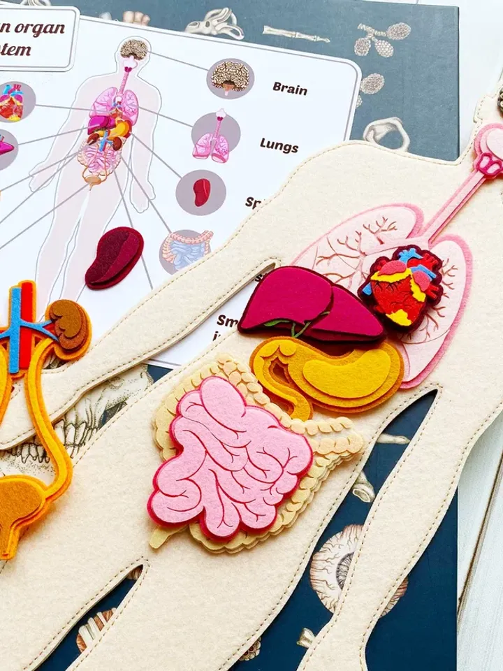 Anatomy board, FULL SET (skeleton and organs),Small Human Anatomy, Medical Human body, Montessori science play set
