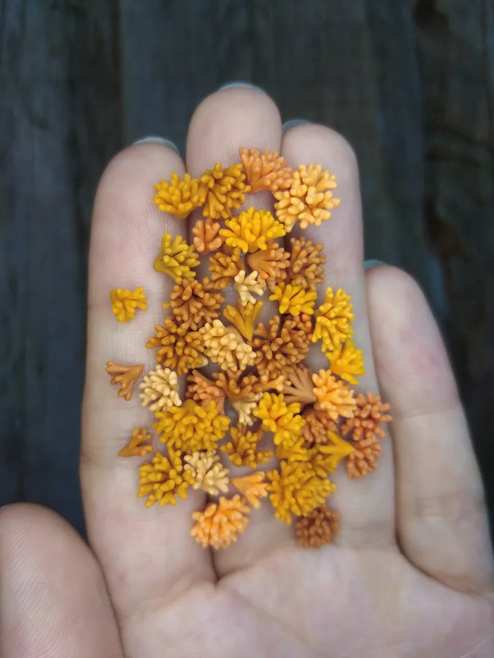 Set of miniature corals shades of orange, tiny corals for diorama, dollhouse or resin art