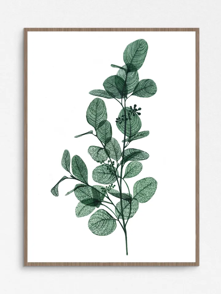 Watercolor print EUCALYPTUS, transparent plant illustration 21x30cm (8"x11")