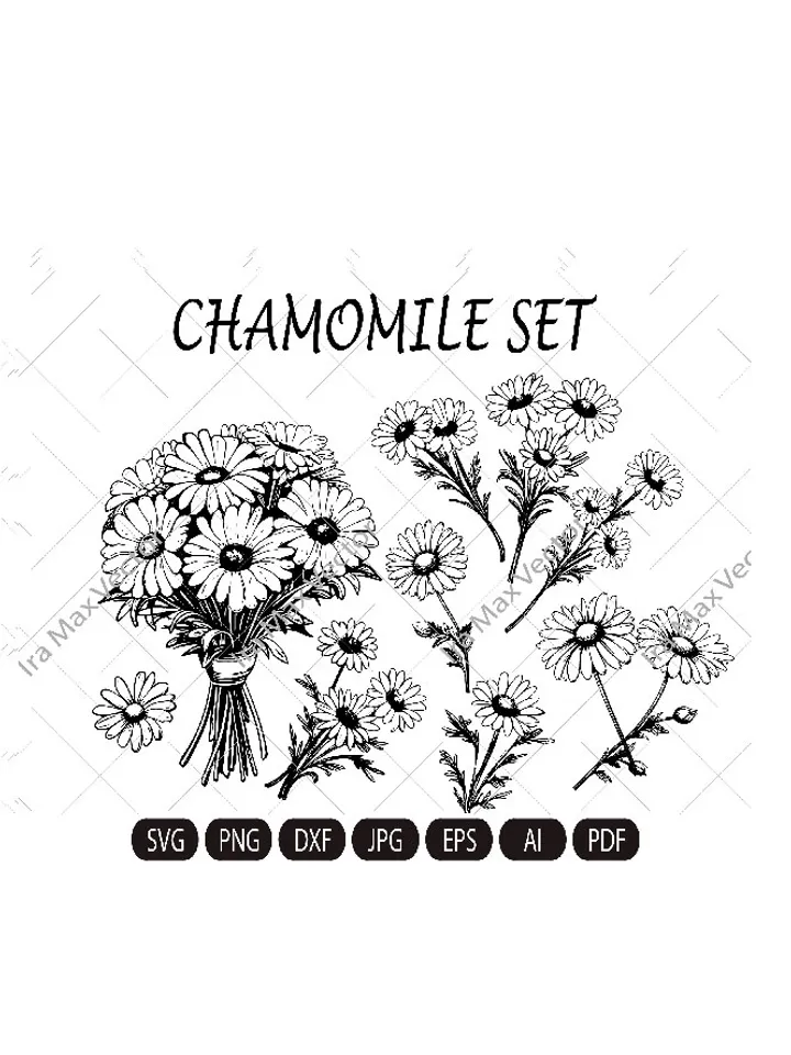 Chamomile Flowers Clip Art, Chamomile PNG, Floral Clipart, Herbal Clip Art, Wildflower, Wedding Invitation, Detailed Floral Illustration
