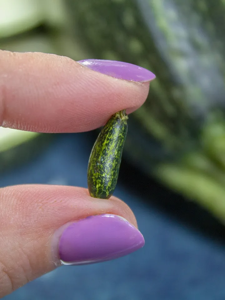 TUTORIAL Miniature zucchini cane with polymer clay