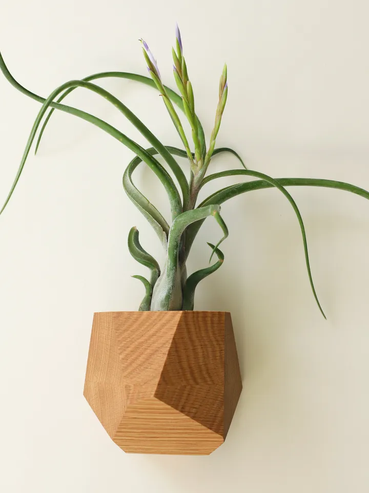 Red Oak Geometric Air Plant Holder