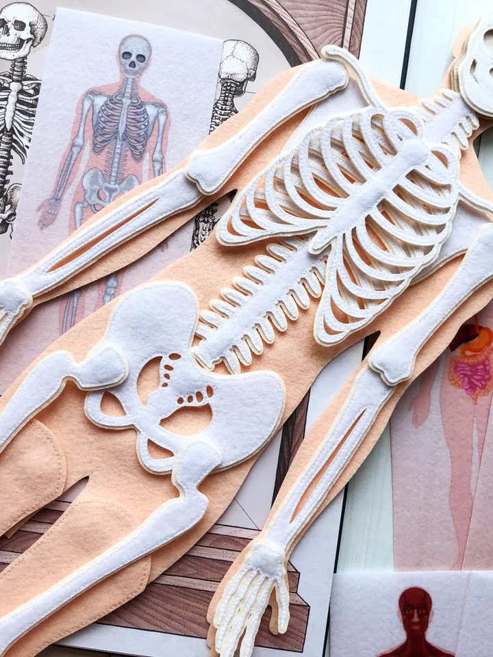 Anatomy board, FULL SET (skeleton and organs),Extra Large Human Anatomy, Medical Human body, Montessori science play set