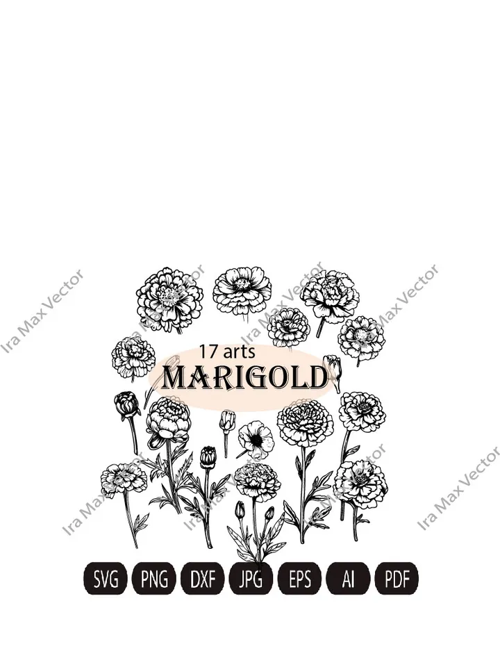Marigold SVG Bundle, Marigold Flower svg, Marigold dxf, Marigold png, Marigold eps, Marigold vector, Marigold cut files, Marigold outline