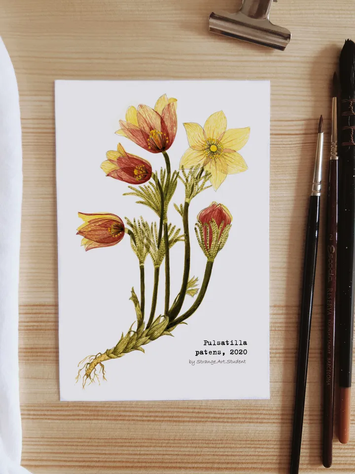 Set of 4 botanical postcards TRANSPARENT FLOWERS
