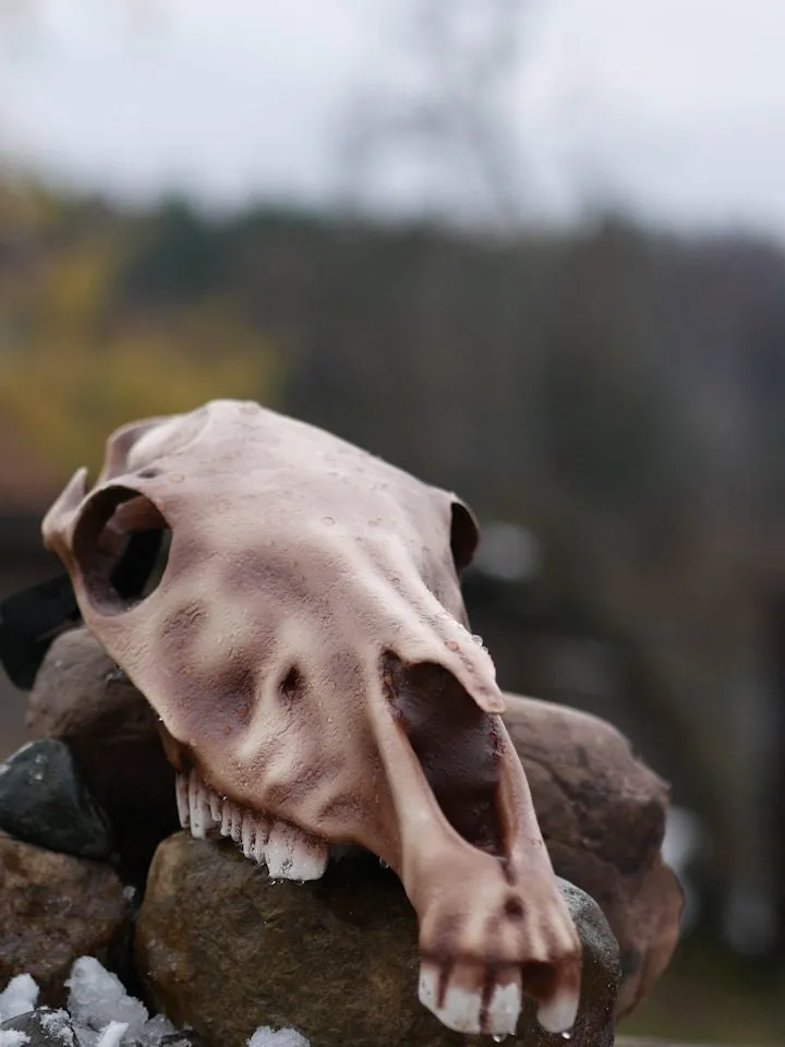 Horse Skull Mask Without Jaw, Horror Mask, Realistic Skull Mask, halloween scary mask, creepy mask, skull costume mask, shamanic mask