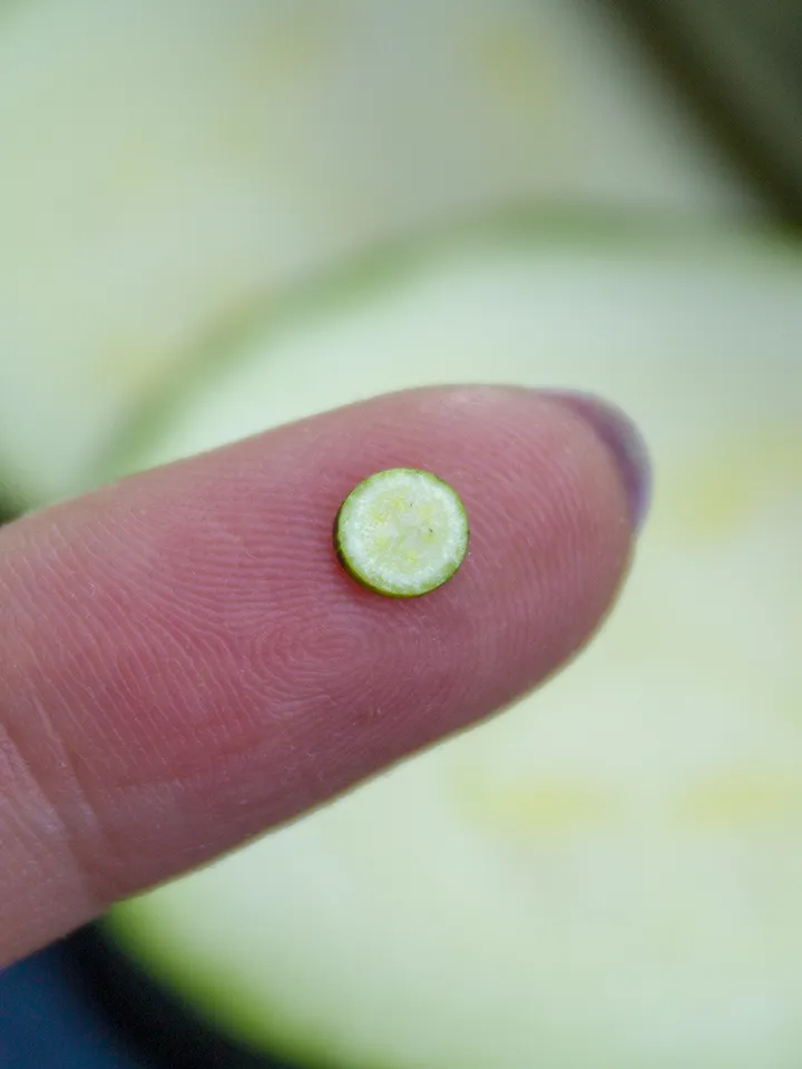 TUTORIAL Miniature zucchini cane with polymer clay
