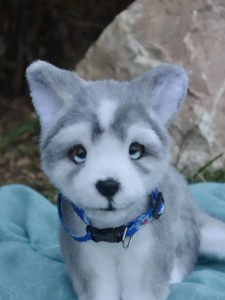 Husky puppy