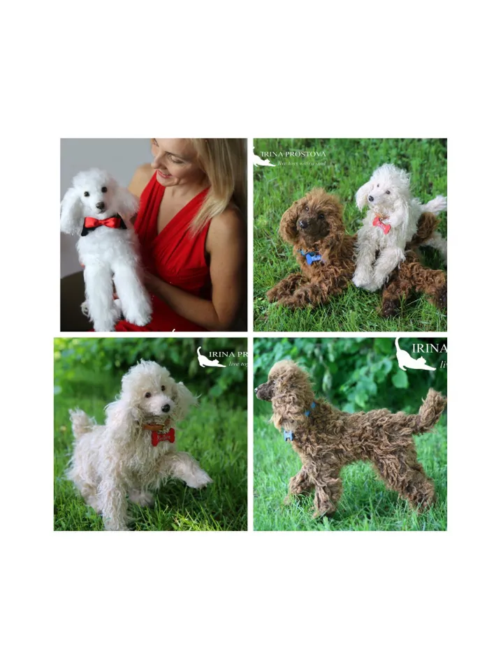 Pattern Dog | Realistic sewing toy pattern | Poodle | Stuffed Animals | Pattern with brief instruction for stitching.