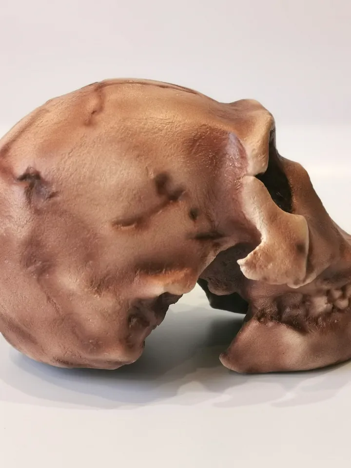 Homo Naledi Skull Replica of DH1 Find, Prehistoric Fossil Collection, Realistic Hominid Skull, Museum Quality