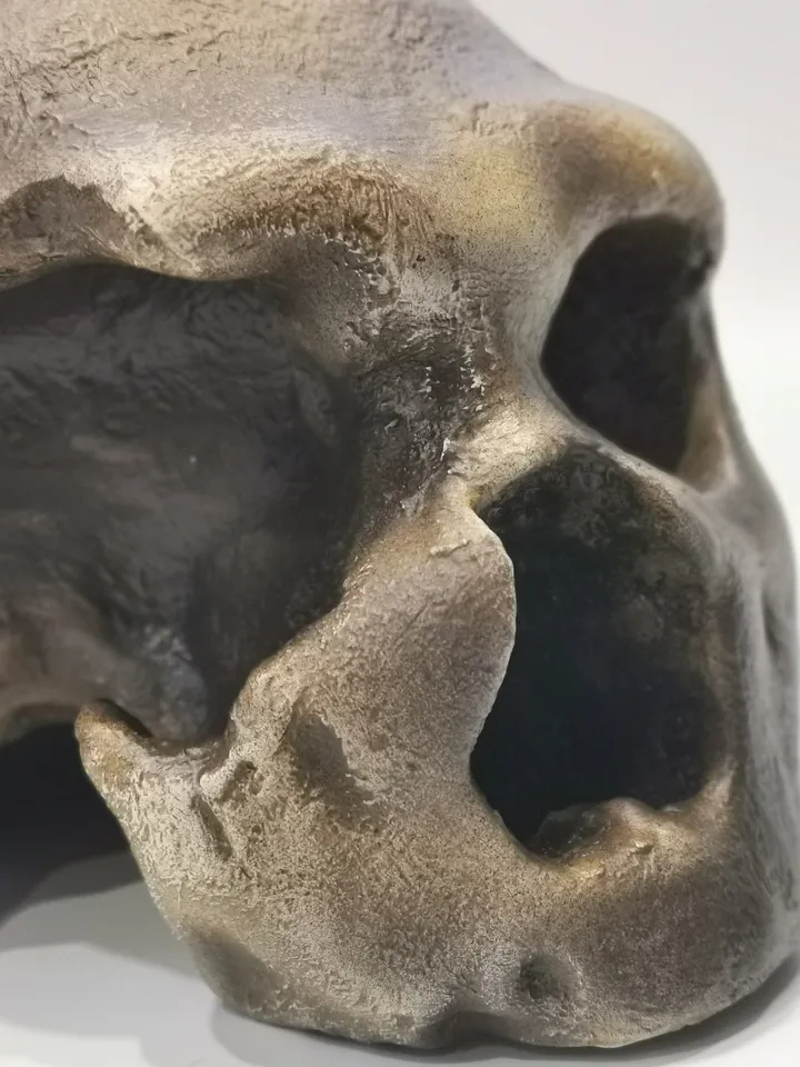 Homo Neanderthal from Monte Circeo 1 Skull Replica, Prehistoric Fossil Collection, Realistic Hominid Skull, Museum Quality