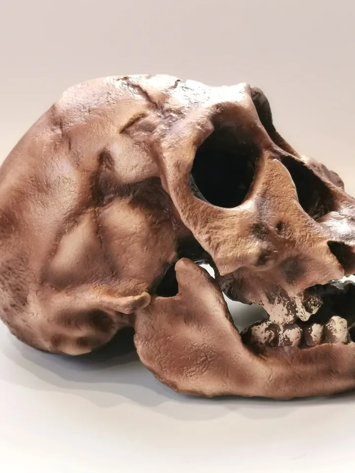 Homo Erectus Georgicus Skull Replica, Prehistoric Fossil Collection, Realistic Hominid Skull