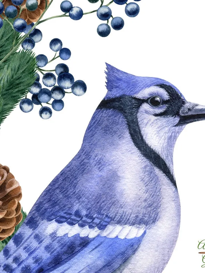 Christmas birds Blue jay red cardinal robin Xmas pine garlands Watercolor hand-painted clipart Wishes cards stickers wall art Printable PNG