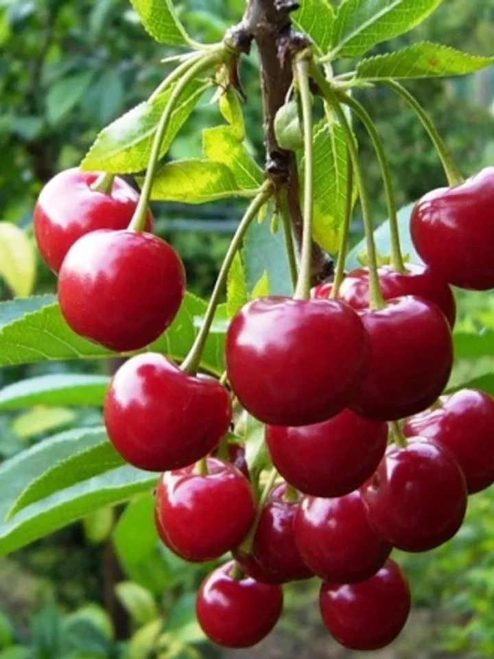 Dried Cherries, 1000gr.(35.27oz)