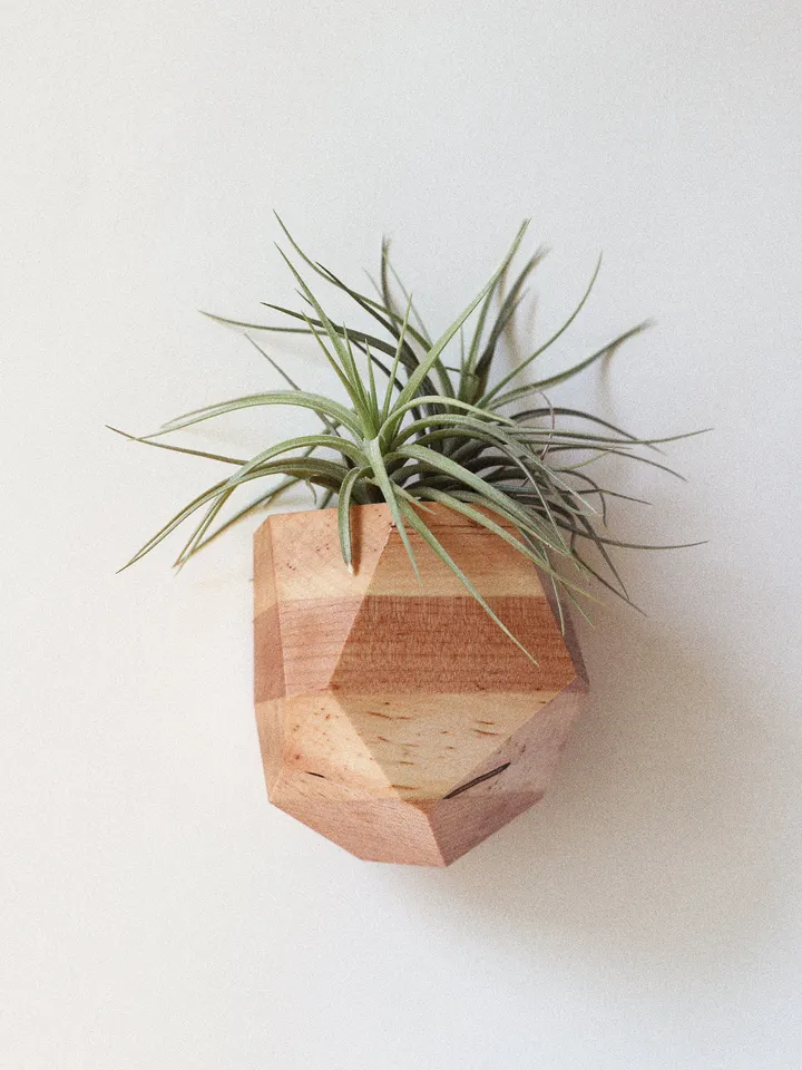 Bundle Set - Set of Five Wood Geometric Air Plant Holders - Bundle and Save! 5 different shapes, different species of wood