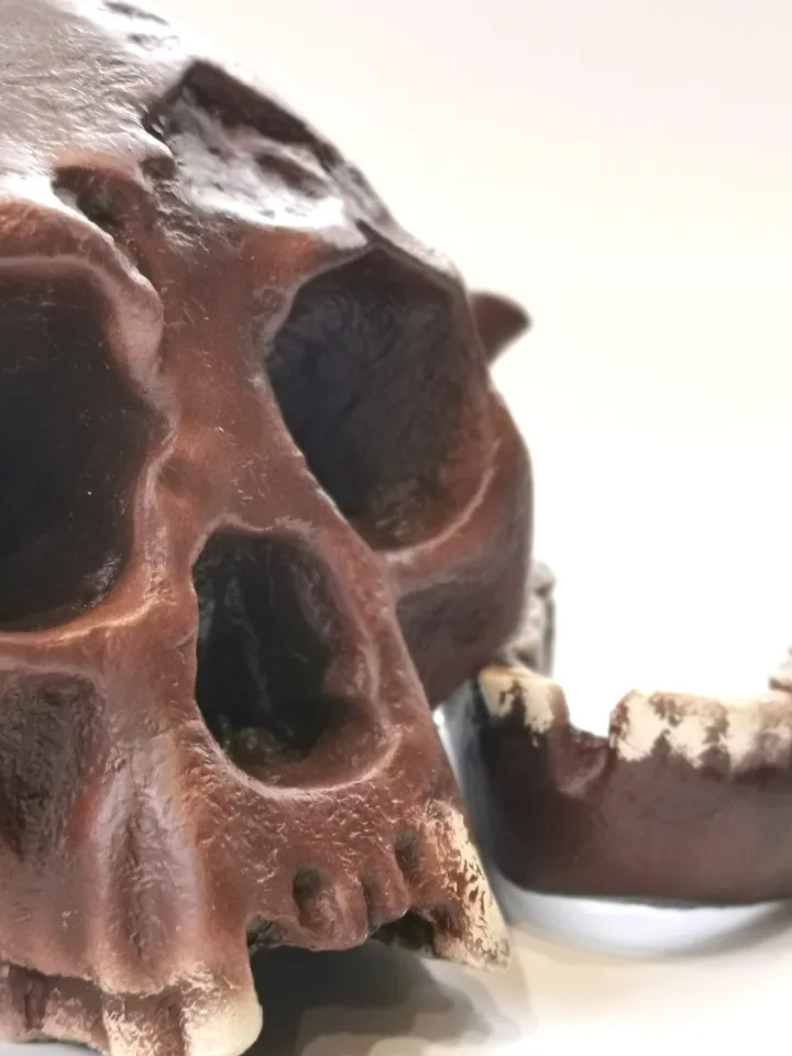 Homo Floresiensis Skull Replica (Hobbit), Prehistoric Fossil Collection, Realistic Hominid Skull