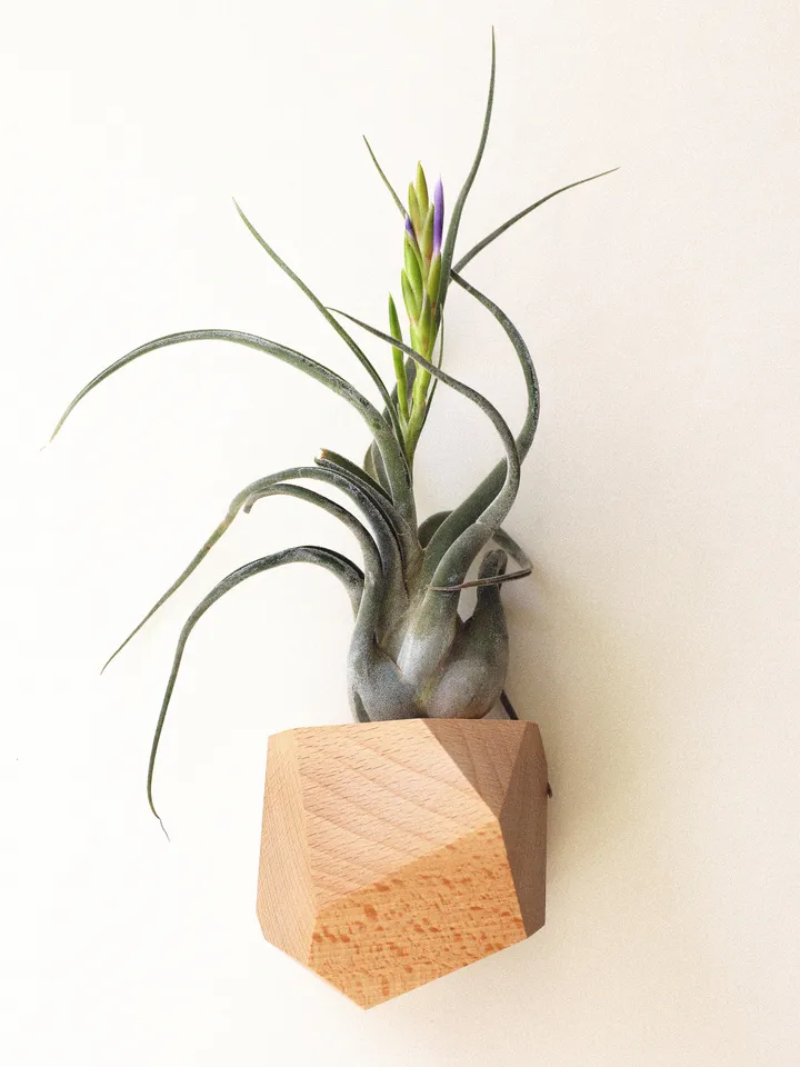 Bundle Set - Set of Five Wood Geometric Air Plant Holders - Bundle and Save! 5 different shapes, different species of wood