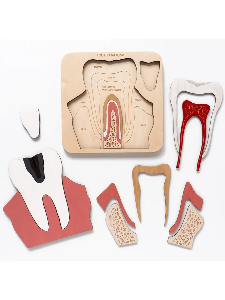 Wooden Tooth anatomy puzzle Montessori Wooden puzzle Anatomy game science play
