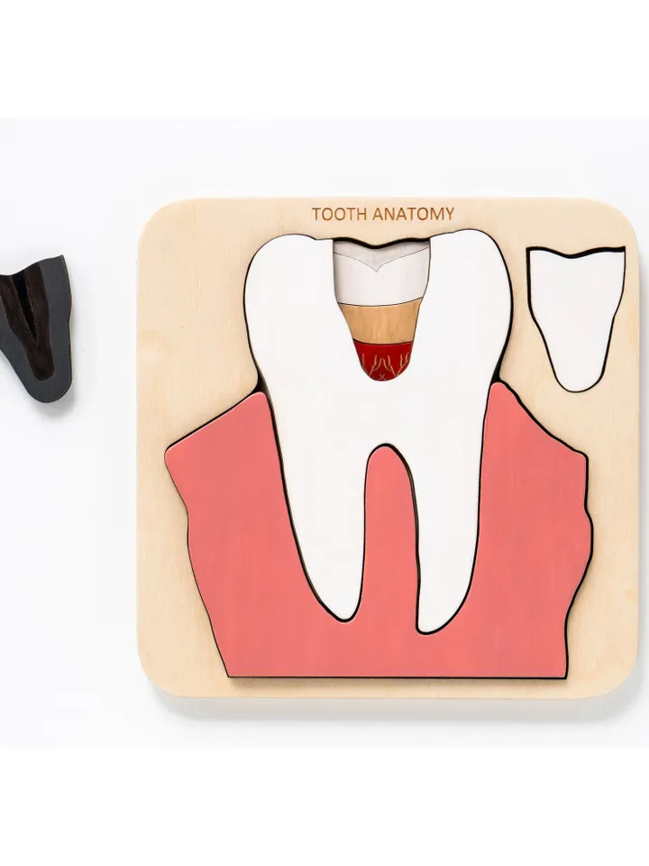 Wooden Tooth anatomy puzzle Montessori Wooden puzzle Anatomy game science play