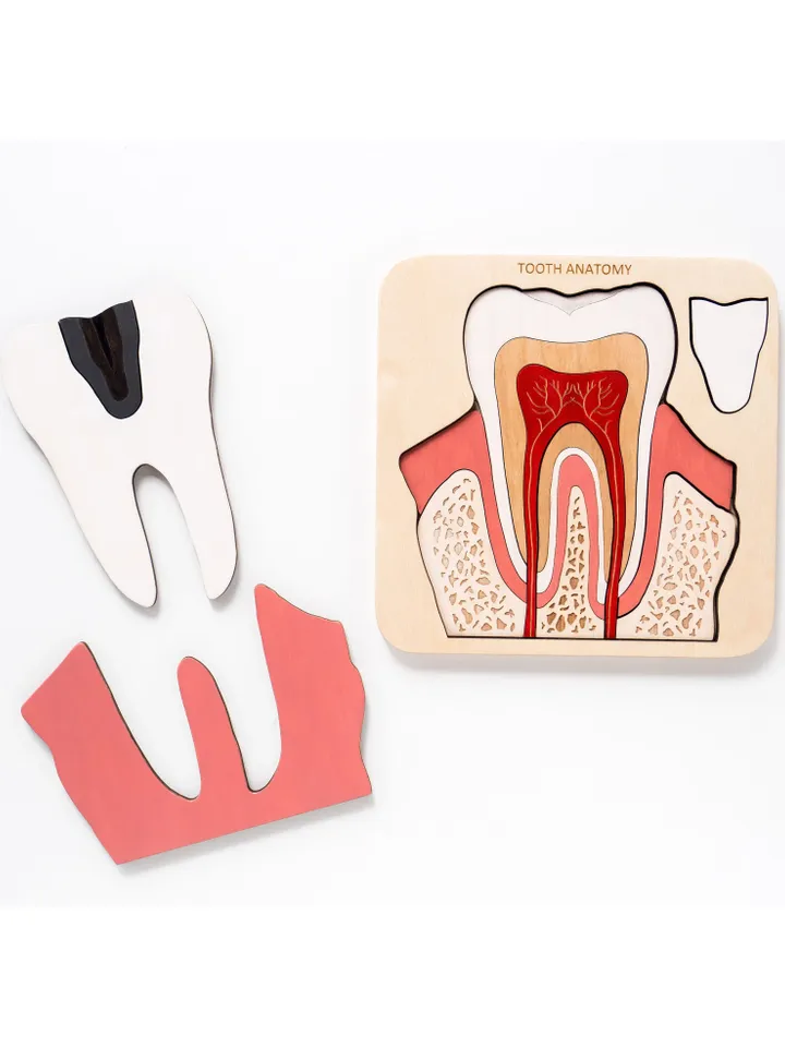 Wooden Tooth anatomy puzzle Montessori Wooden puzzle Anatomy game science play