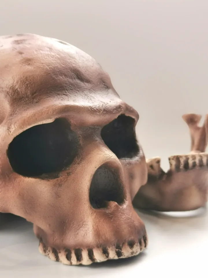 Homo Sapiens Skull Replica Skhul 5, Prehistoric Fossil Collection, Realistic Hominid Skull, Museum Quality