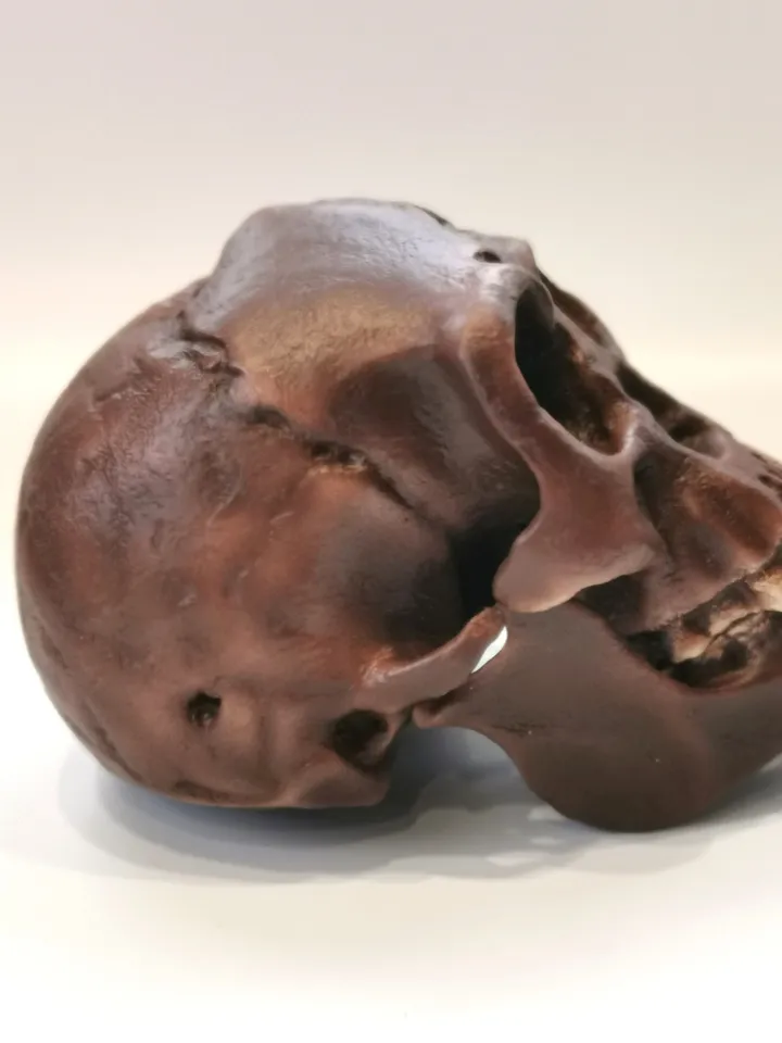 Homo Floresiensis Skull Replica (Hobbit), Prehistoric Fossil Collection, Realistic Hominid Skull
