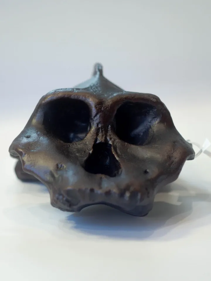 Paranthropus Aethiopicus Skull Replica, Prehistoric Fossil Collection, Realistic Hominid Skull, Museum Quality