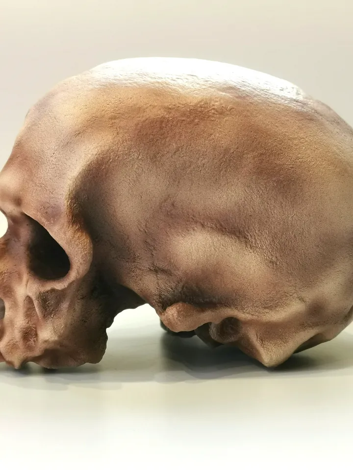 Homo Sapiens Cro-Magnon Skull Replica without Jaw, Prehistoric Fossil Collection, Realistic Hominid Skull, Museum Quality