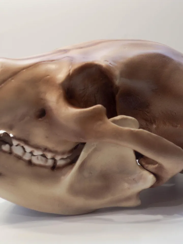 Bear Anatomical Skull Replica, Black bear skull, Skull Decoration for Halloween, Oddities Faux Taxidermy