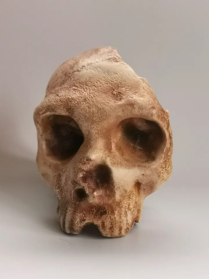 Homo Neanderthal from Gibraltar 1 Skull Replica, Prehistoric Fossil Collection, Realistic Hominid Skull, Museum Quality