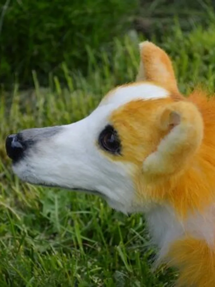 Corgi dog. Stuffed toy dog.