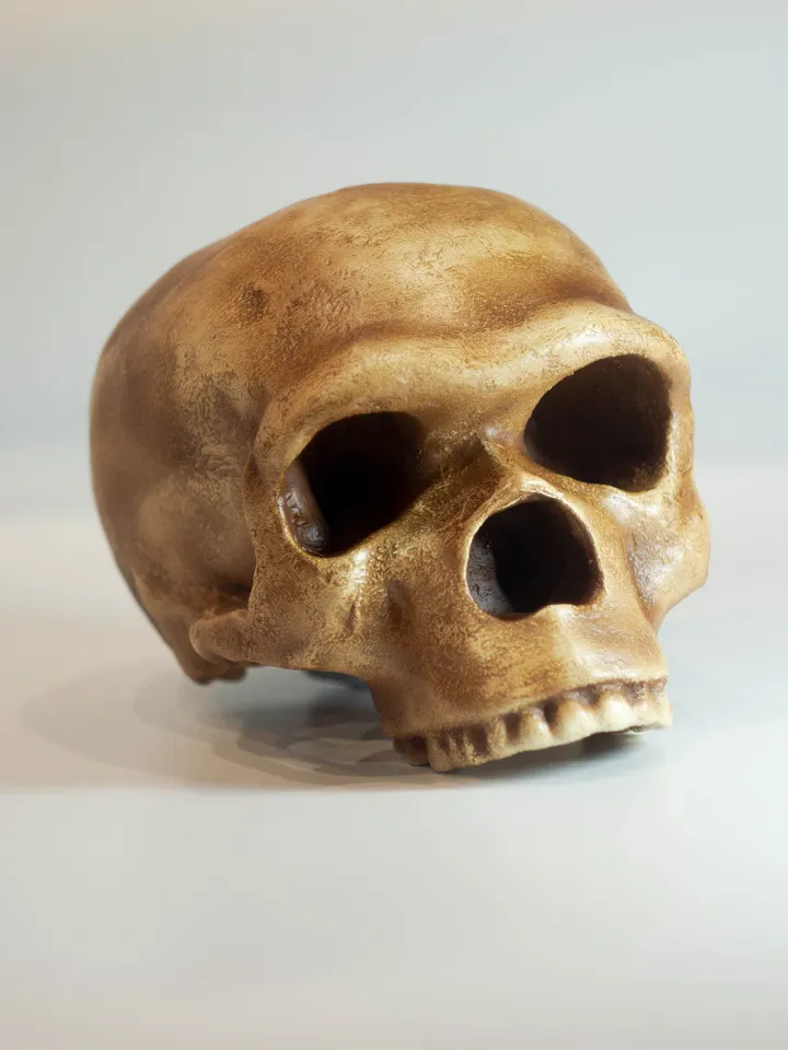 Homo Neanderthal Steinheim Man Skull Replica, Prehistoric Fossil Collection, Realistic Hominid Skull, Museum Quality