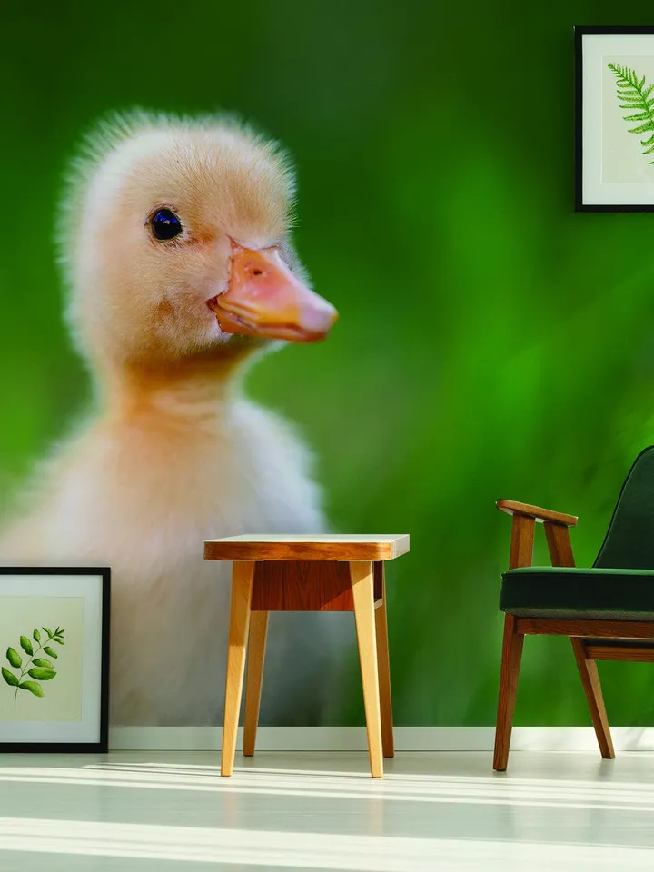 Duck Wallpaper Vinyl Decal Decor - Home Bedroom Peel And Stick Removable Art Wall Paper Sticker - Cute Adhesive Room Decoration Deco
