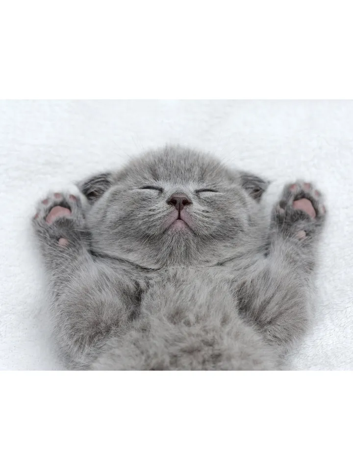Cat Wallpaper Vinyl Decal Decor - Home Bedroom Peel And Stick Removable Gray Kitten Art Wall Sticker - Cute Kitty Adhesive Room Decoration