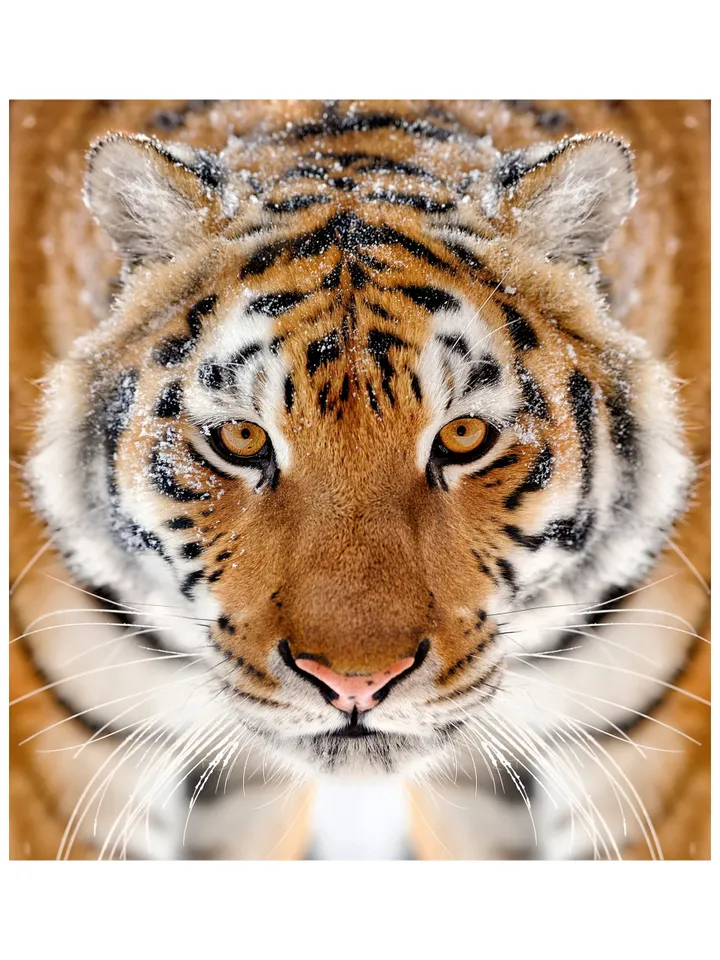 Tiger Wallpaper Stick And Peel Decal - 3d Orange Head Removable Wall Paper Sticker - Home Kitchen Decor Large Adhesive Vinyl Art Print