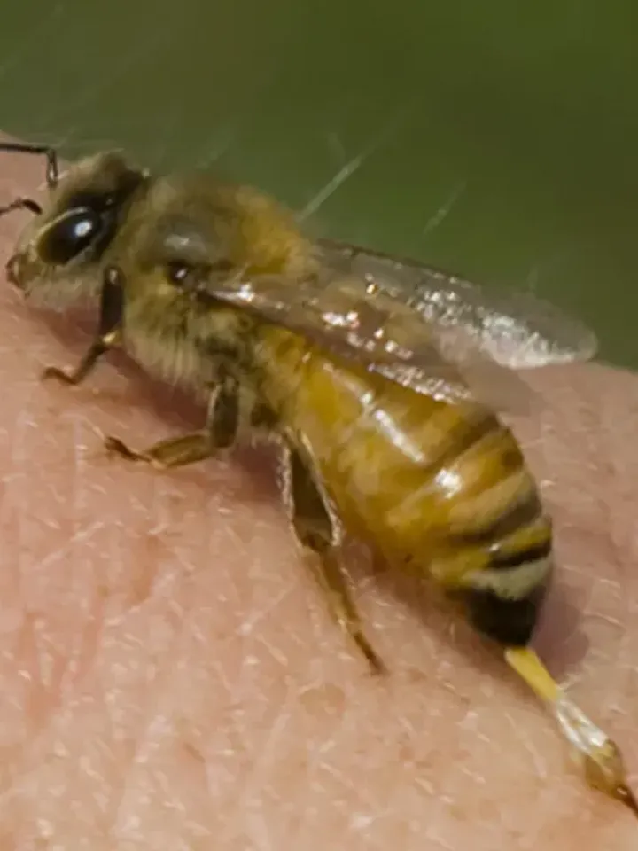 Apitoxin (bee venom - raw) 5g ( 0.18 oz )