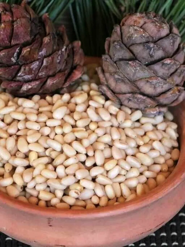 three Cedar cones