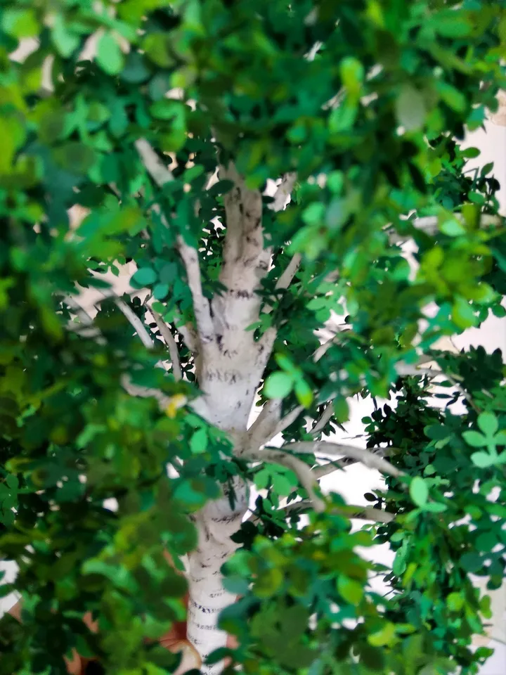 Birch tree for dollhouse.Dollhouse miniature.1:12 scale.